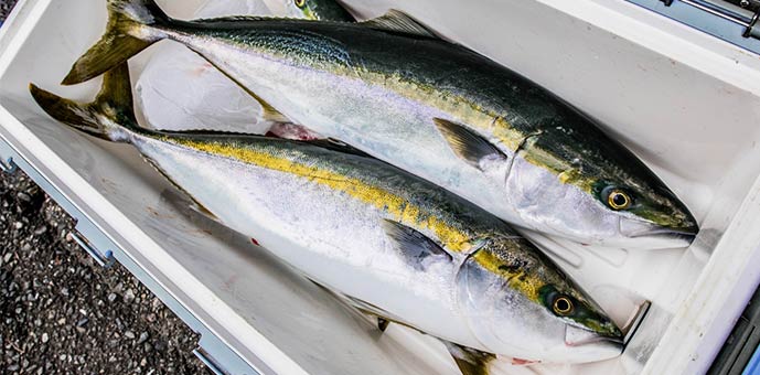 釣れる魚の種類が豊富